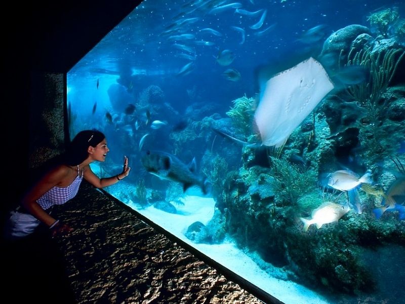 El Acuario de Arrecife en el Parque Xcaret