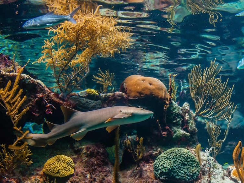 El Acuario de Arrecife en el Parque Xcaret