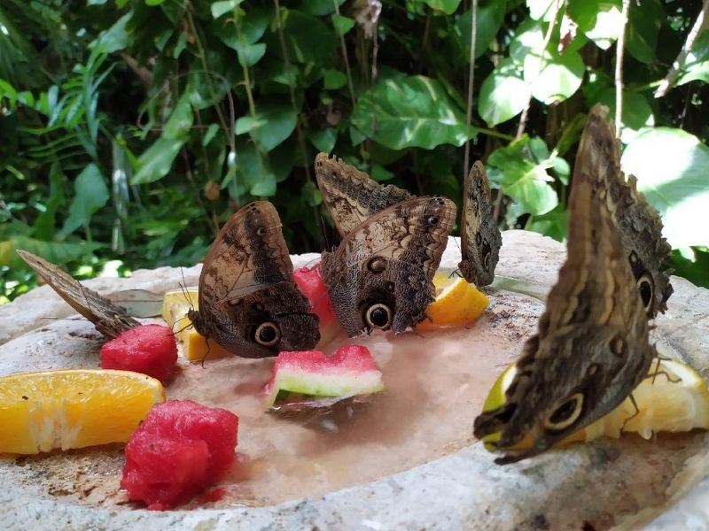 El Mariposario xcaret