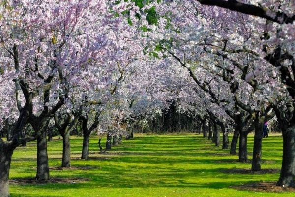 almendros floreados