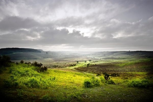 Qué visitar en Inglaterra - New Forest