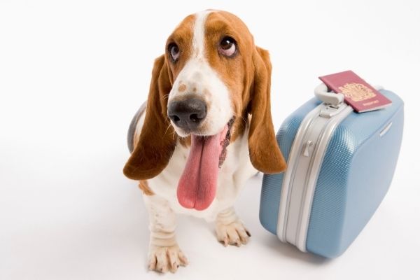 Tips para viajar con perros documentos