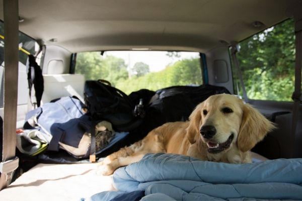 Tips para viajar con perros