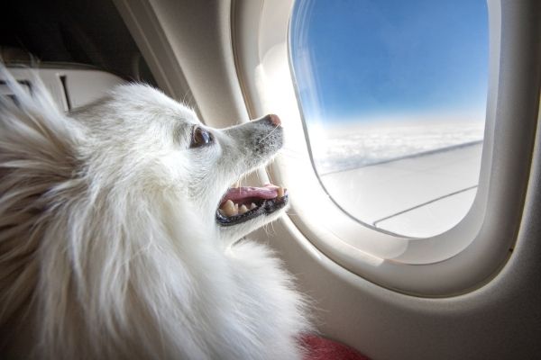 Tips para viajar con perros viajes
